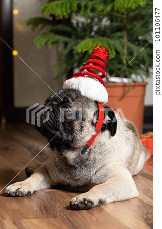 Funny one-year-old pug in a Christmas cap. Christmas, New Year and dogs, pets. Funny one-year-old pug in a Christmas cap. Christmas, New Year and dogs, pets. 101196477