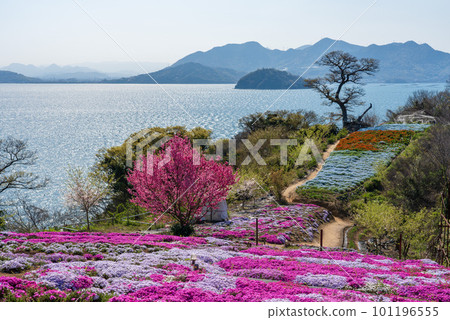 Sky flower garden in Shishijima, Mitoyo City, Kagawa Prefecture 101196555