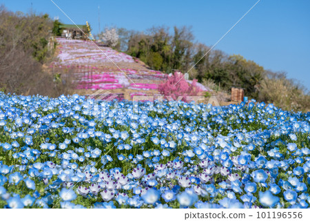 香川縣三豐市獅子島空中花園 101196556