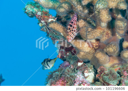 Ogasawara: Lesser hawkfish and striped pufferfish 101196606