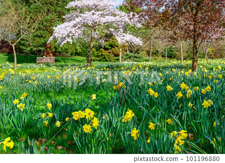 Daffodils in a public park with trees and a park bench. Yellow flowers and pink blossom in Kelsey Park, Beckenham, Kent, UK. Beautiful spring flowers. Daffodils in a public park with trees and a park bench. Yellow flowers and pink blossom in Kelsey Park, Beckenham, Kent, UK. Beautiful spring flowers. 101196880