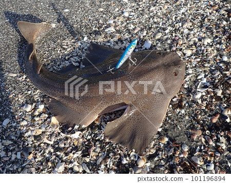 安康魚 安康魚 101196894