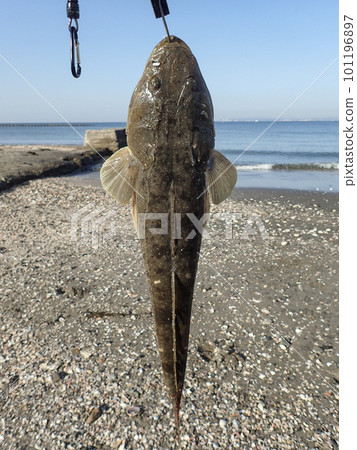 Magochi caught on the surf 101196897