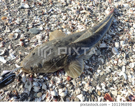 Magochi caught on the surf 101196898