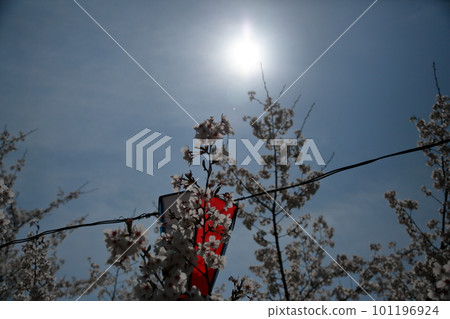 Cherry blossoms illuminated by the sun Cherry blossoms illuminated by the sun 101196924