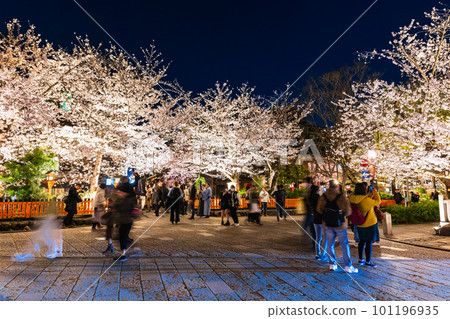 Kyoto, Gion's illuminated cherry blossoms at night *partially soft focus Kyoto, Gion's illuminated cherry blossoms at night *partially soft focus 101196935