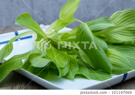 Urui 在 Oobagiboshi 盤子上,葉子開著 Urui 在 Oobagiboshi 盤子上,葉子開著 101197069