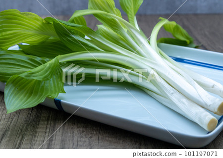 Urui 在 Oobagiboshi 盤子上,葉子開著 Urui 在 Oobagiboshi 盤子上,葉子開著 101197071