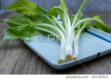 Urui 在 Oobagiboshi 盤子上,葉子開著 Urui 在 Oobagiboshi 盤子上,葉子開著 101197072