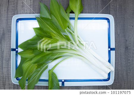 Urui 在 Oobagiboshi 盤子上,葉子開著 Urui 在 Oobagiboshi 盤子上,葉子開著 101197075