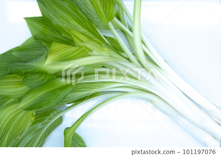 Urui 在 Oobagiboshi 盤子上,葉子開著 Urui 在 Oobagiboshi 盤子上,葉子開著 101197076