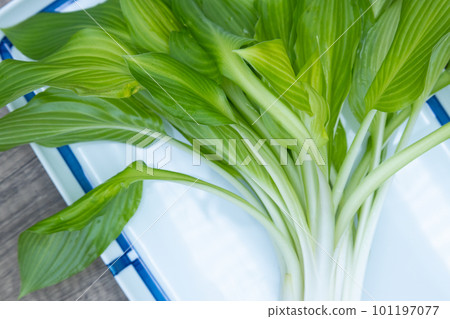 Urui 在 Oobagiboshi 盤子上,葉子開著 Urui 在 Oobagiboshi 盤子上,葉子開著 101197077