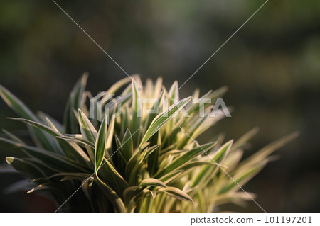 Chlorophytum comosum small Spider plant macro closeup 101197201