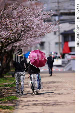 春天沿著櫻花樹散步的戀人 101197335