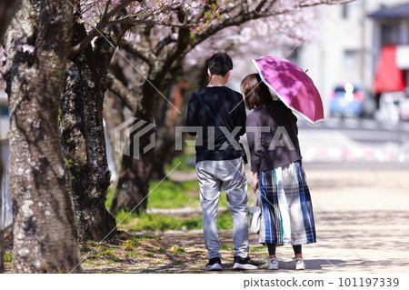 Lovers walking along the cherry blossom trees in spring Lovers walking along the cherry blossom trees in spring 101197339