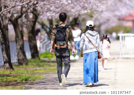 Lovers walking along the cherry blossom trees in spring Lovers walking along the cherry blossom trees in spring 101197347