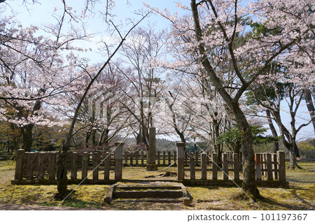 Yoshizaki Gobo with cherry blossoms Spring Main Hall Ruins Rennyo Shonin Yoshizaki Gobo with cherry blossoms Spring Main Hall Ruins Rennyo Shonin 101197367