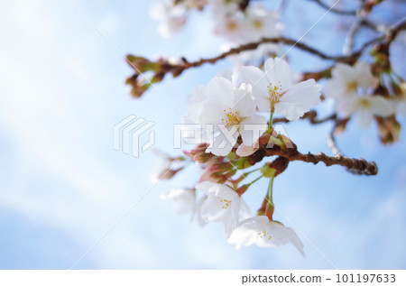 Cherry blossoms in blue sky 101197633