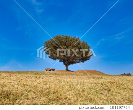 Trees of ancient tombs in marisan mountain, Haman County, Gyeongnam, South Korea, Asia Trees of ancient tombs in marisan mountain, Haman County, Gyeongnam, South Korea, Asia 101197764