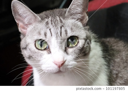 Close-up photo of a cat Close-up photo of a cat 101197805