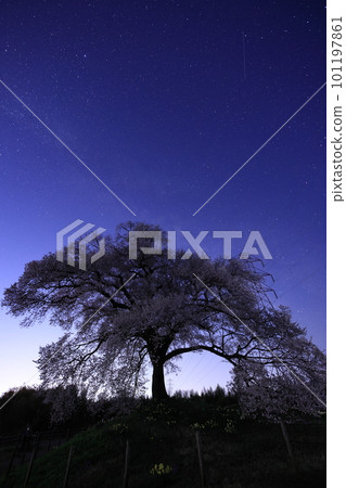 櫻花與銀河 101197861