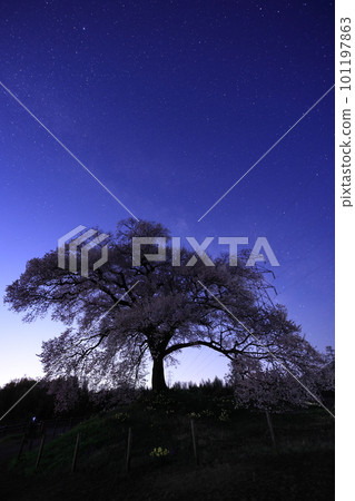 櫻花與銀河 101197863