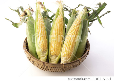 Corn white background Corn white background 101197991