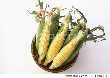 玉米白色背景 玉米白色背景 101198001