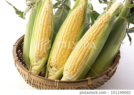 玉米白色背景 玉米白色背景 101198002