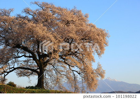 Wanizuka cherry blossoms bathed in the morning sun 101198022