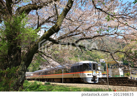 Cherry blossoms at Shionosawa Station and the Fujikawa Limited Express on the Minobu Line Cherry blossoms at Shionosawa Station and the Fujikawa Limited Express on the Minobu Line 101198635