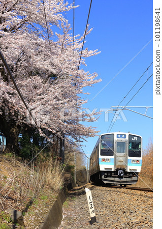 Cherry blossoms and Chuo Main Line 211 series 101198641
