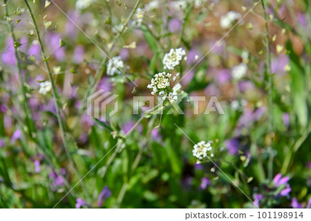 White flowers of apricot White flowers of apricot 101198914