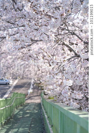 Cherry blossoms in full bloom along the footbridge Cherry blossoms in full bloom along the footbridge 101199015