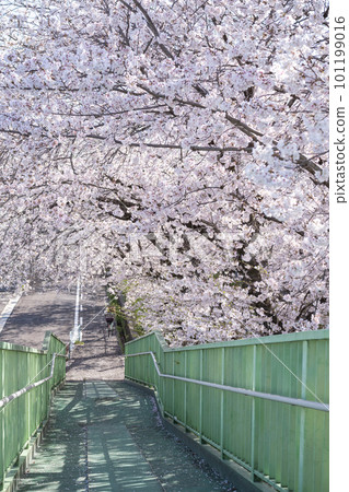 Cherry blossoms in full bloom along the pedestrian bridge (Aichi Prefecture) Cherry blossoms in full bloom along the pedestrian bridge (Aichi Prefecture) 101199016