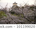 Castle tower surrounded by cherry blossoms Castle tower surrounded by cherry blossoms 101199020