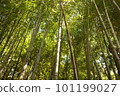 I look up at the bamboo grove I look up at the bamboo grove 101199027