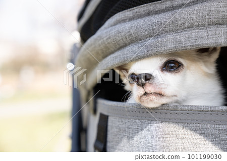 從寵物車裡伸出頭的白色吉娃娃 從寵物車裡伸出頭的白色吉娃娃 101199030