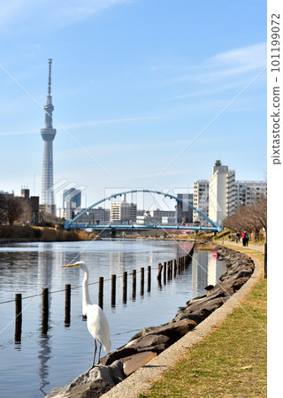 從舊中川步道看到的晴空塔和交流橋 101199072