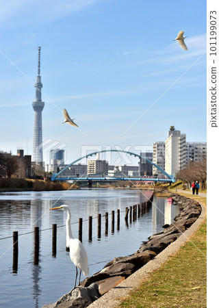 從舊中川步道看到的晴空塔和交流橋 101199073