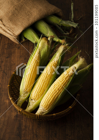 Corn 101199085