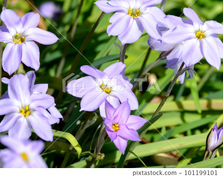 開花在春天的中國韭菜花 開花在春天的中國韭菜花 101199101