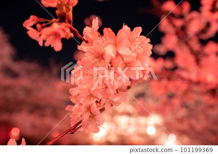 Illuminated cherry blossoms at night Illuminated cherry blossoms at night 101199369