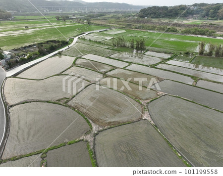 transplanting rice 101199558