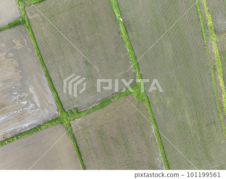 transplanting rice 101199561