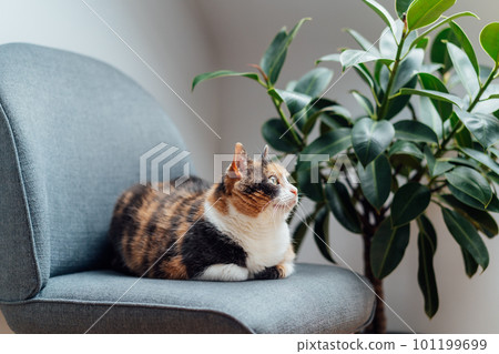 Multicolor pleased, well-fed cat pet Lounging on the gray fabric Arm Chair Near green ficus Plant. Fluffy cat in a minimalist interior home atmosphere. Selective focus, copy space 101199699