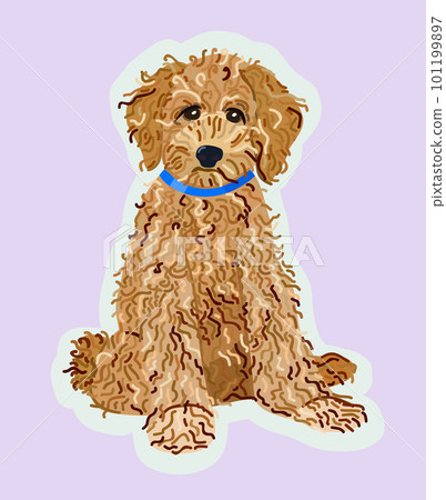 Vector isolated illustration of labradoodle. Cute domestic dog. Vector isolated illustration of labradoodle. Cute domestic dog. 101199897