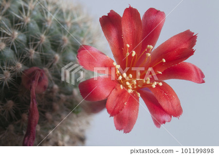 Rebutia minuscula cactus flower close up Rebutia minuscula cactus flower close up 101199898