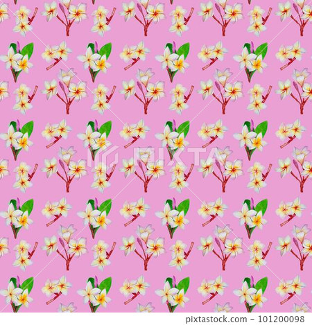 seamless pattern with hand draw plumeria seamless pattern with hand draw plumeria 101200098