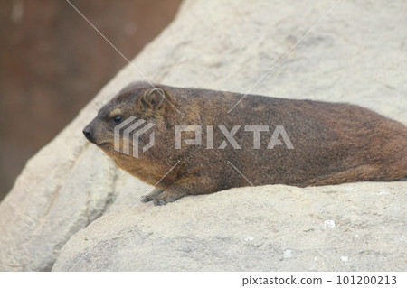 Rock hyrax   (Procavia capensis) 101200213